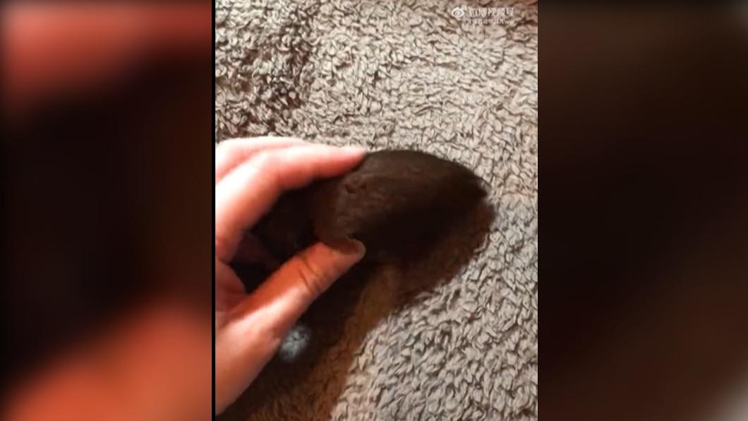 近期網上瘋傳一段影片，女子手握會動的棕色「美妝蛋」。（圖／翻攝自微博）