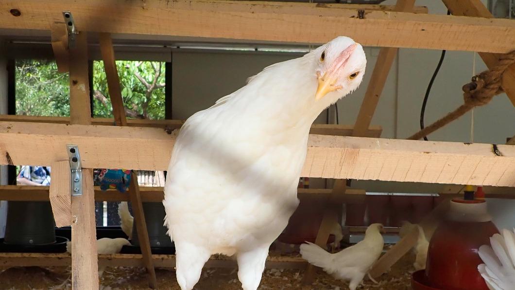 台北市立動物園將舉辦「百人立蛋」活動。（圖／台北市立動物園提供）