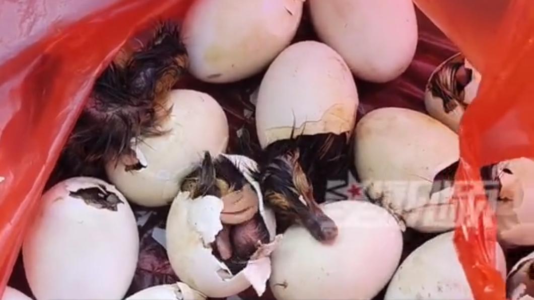 男子買來的鴨蛋開始孵化。（圖／翻攝星視頻）