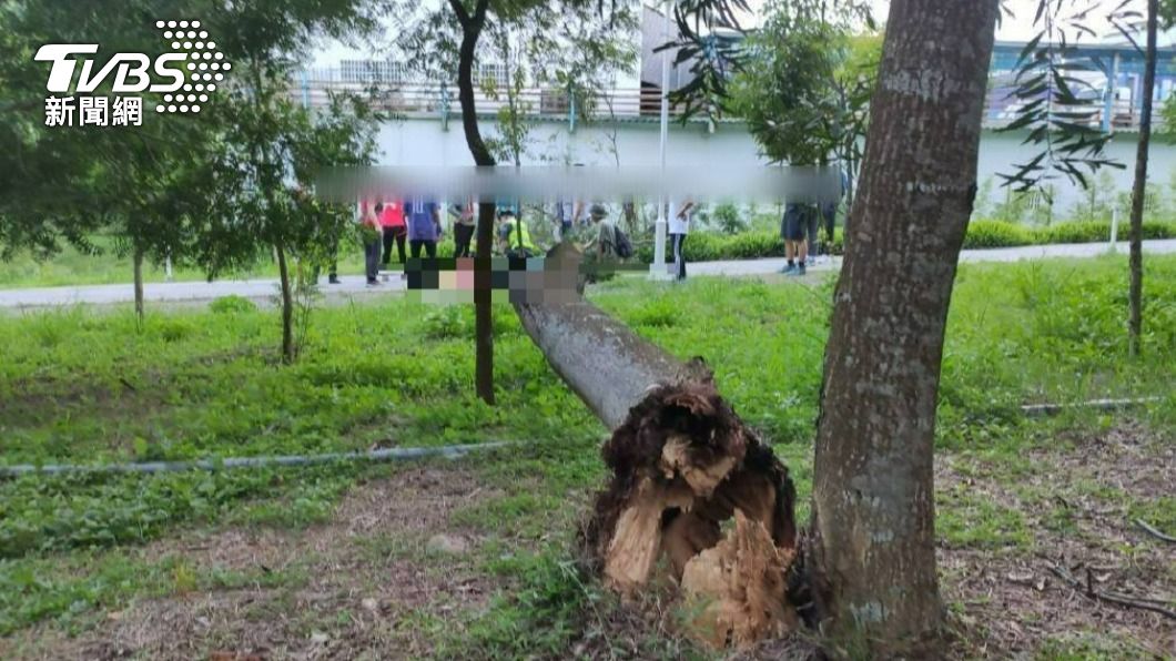 婦人遭樹木砸傷。（圖／TVBS）