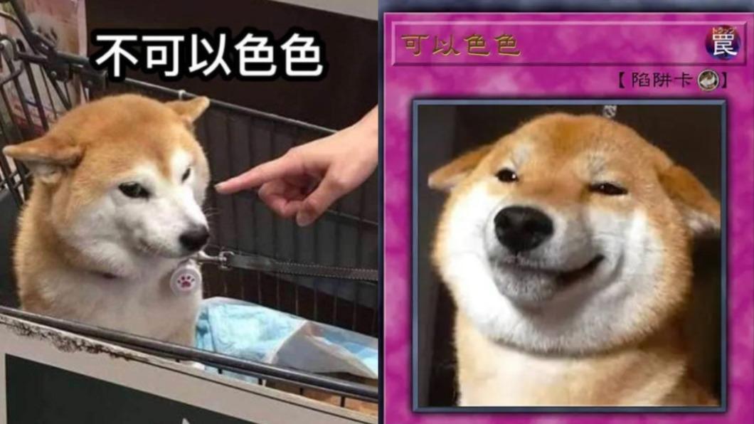 柴犬哏圖在網路上相當受到歡迎。（圖／翻攝自Dcard）