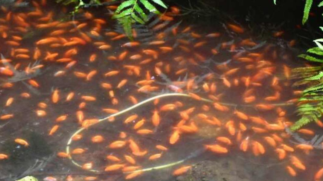 滿滿的金魚填滿了北辰神社的池塘，數量之多，明顯是遭到人為惡意棄養。（圖／翻攝自@BigYunkeru推特）（圖／翻攝自推特）