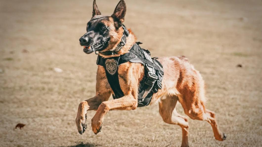 美國喬治亞州警犬蔡斯在本月初死亡。（圖／翻攝自《紐約郵報》）