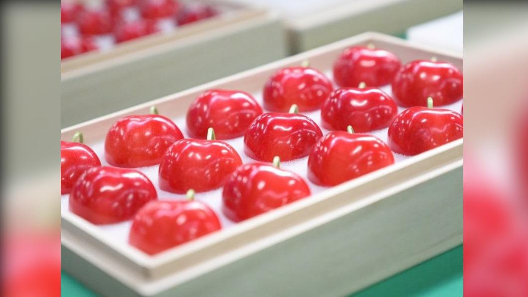 日本青森限定的特有種櫻桃「朱諾之心」，其中最高等級果實、直徑居然超過3.1公分。（圖／翻攝自八戶中央青果推特）