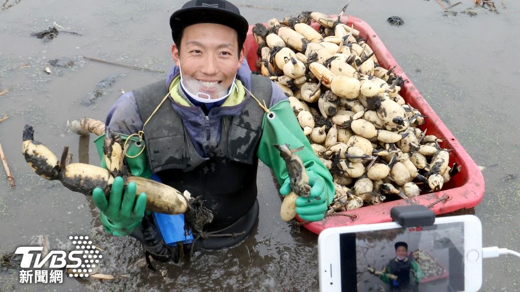 日本農民透過直播拍攝，推銷家鄉生產的蓮藕。（圖／達志影像美聯社）