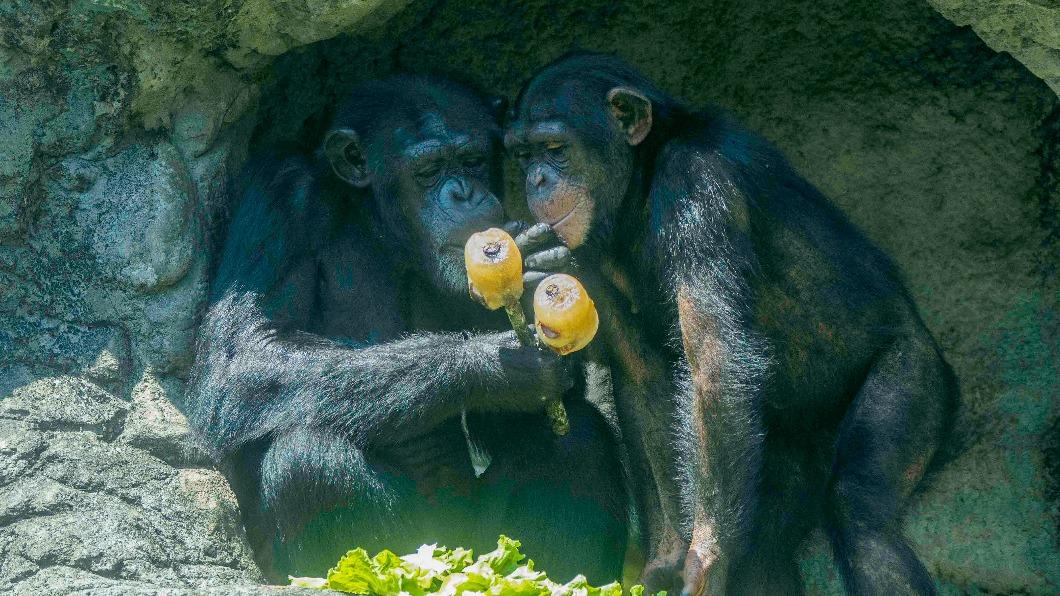 黑猩猩在陰涼處享用水果冰。（圖／台北市立動物園提供）