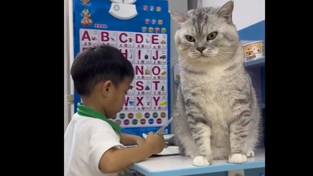 貓咪正在監督小學生寫作業。（圖／翻攝自Twitter）
