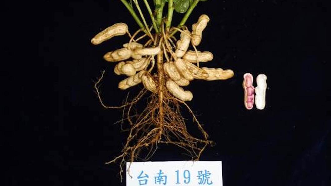 台南區農改場新品種「台南19號」香氣濃郁。（圖／台南區農改場提供）