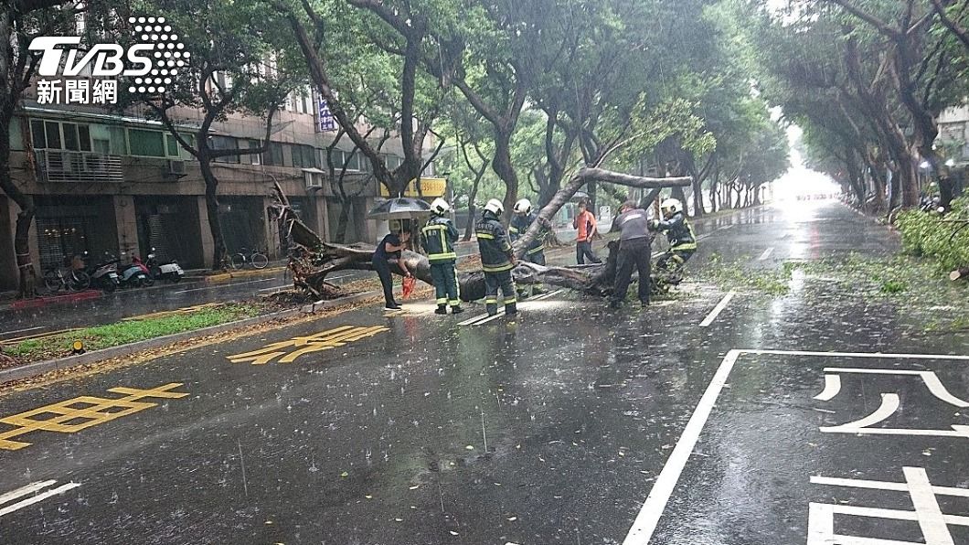 重慶南路三段路樹倒塌，所幸無人、車受傷。（圖／TVBS） 雨彈轟炸雙北釀災！重慶南路「大樹連根掀翻倒路中」　警消急到場