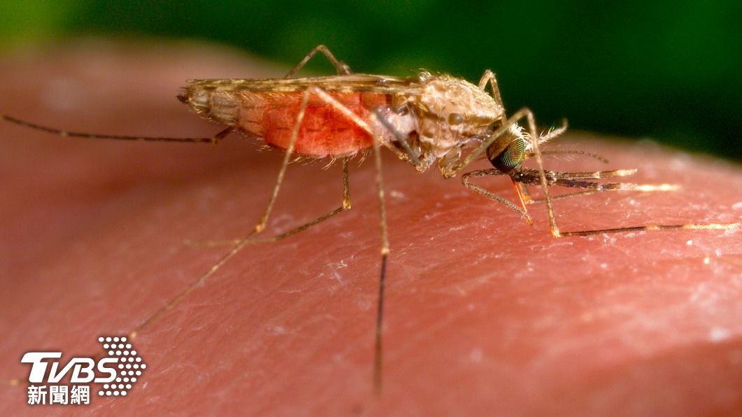經過蚊蟲叮咬傳染的瘧疾，20年後美國再次出現本土病例。（圖／達志影像美聯社）