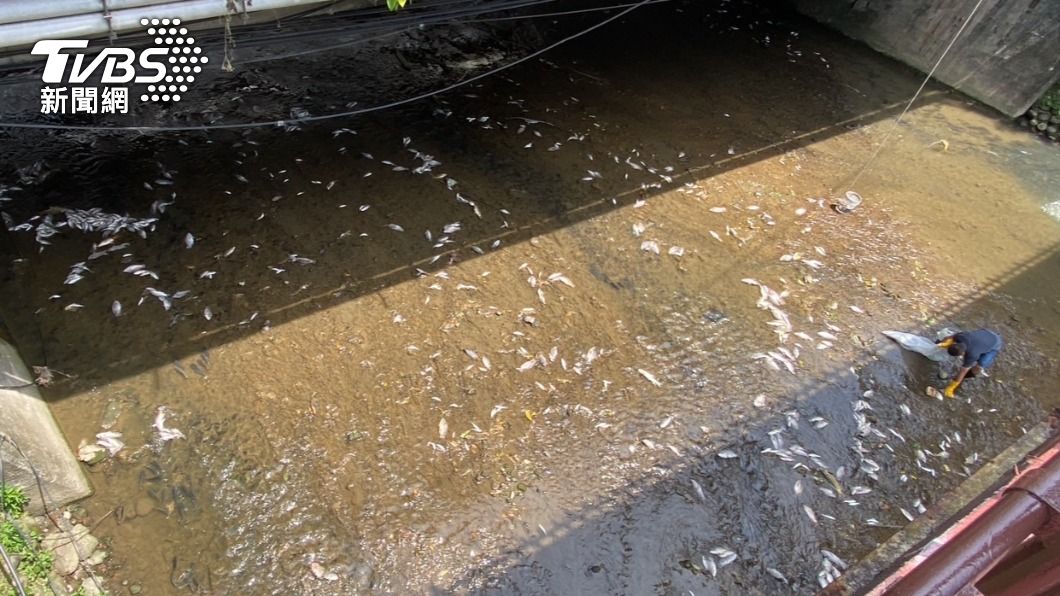 位在基隆市安樂區的鶯歌溪，上午水面出現大批死魚。（圖／ＴＶＢＳ）