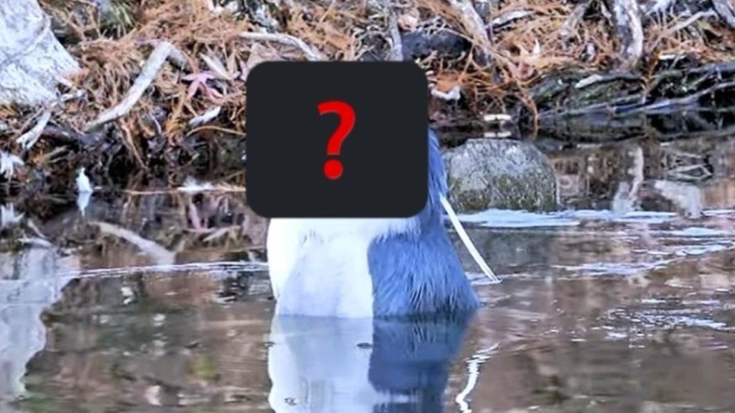 網友的阿嬤說有隻企鵝在溪裡。（圖／翻攝自推特）