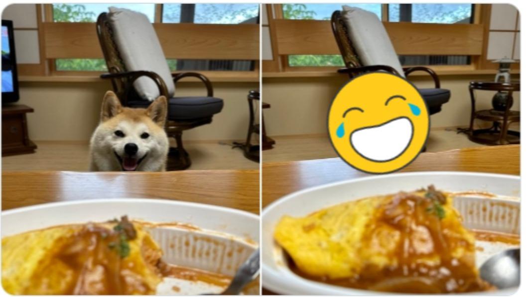 日本一名飼主分享愛犬看的到吃不到的表情變化，秒變臉笑翻網友。（圖／翻攝自Twitter）