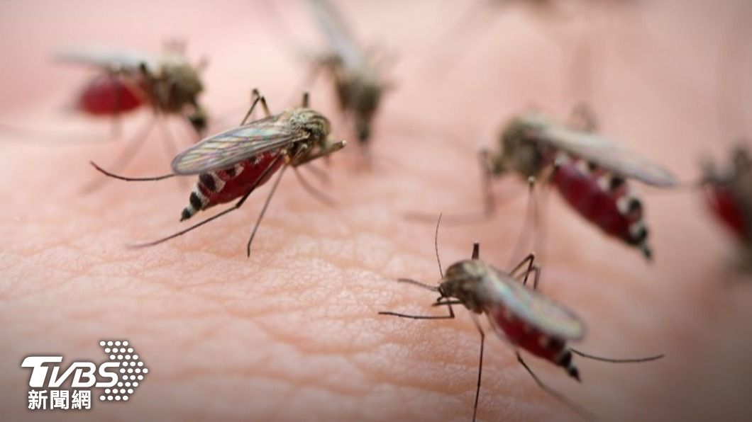 專家澄清，感染疾病與拍打蚊子無關。（示意圖／shutterstock 達志影像）
