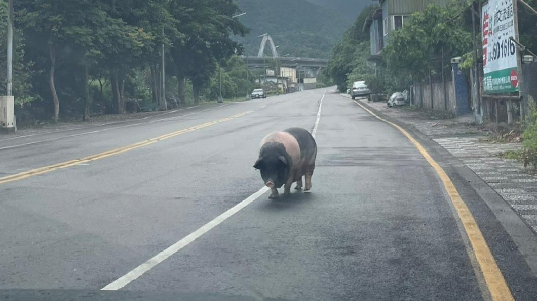 民眾開車時在路上遇到麝香豬，連忙停車「禮讓」。（圖／蘇先生提供）