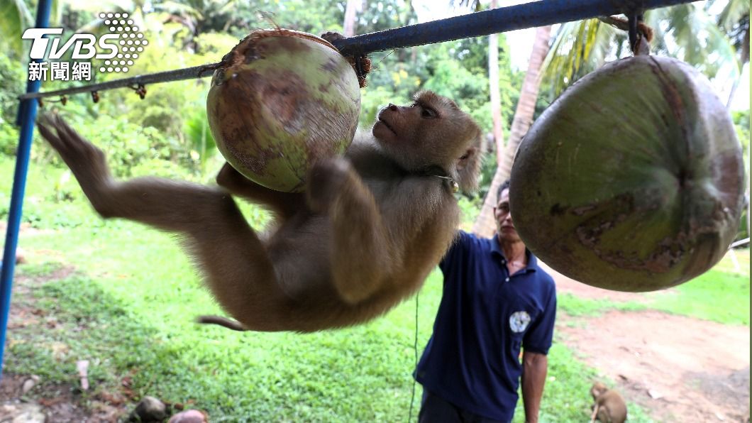泰國椰農虐猴爭議延燒。（圖／達志影像路透社）