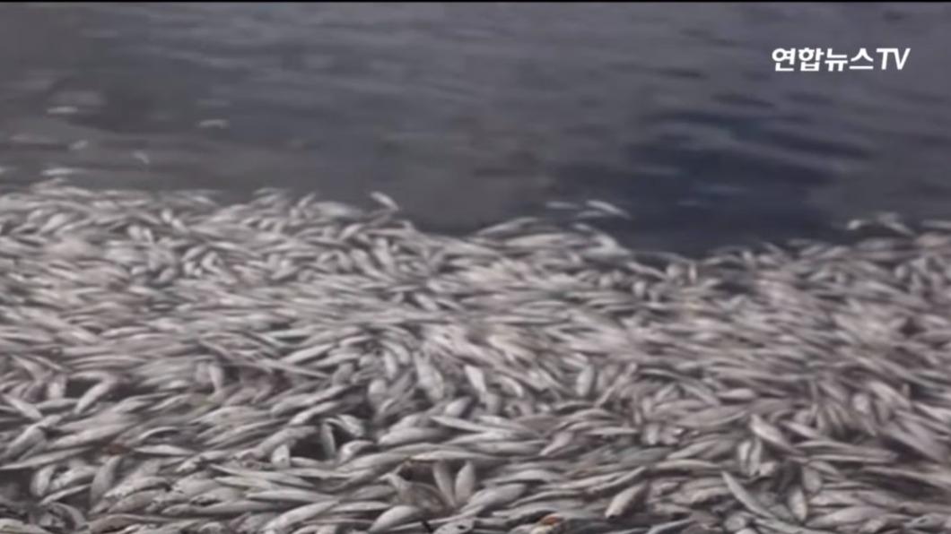南韓濟州島、慶尚南到外海等地近年常有大量沙丁魚集體死亡，相關部門耗費許多人力和時間清理。（圖／翻攝韓聯社YonhapnewsTV）
