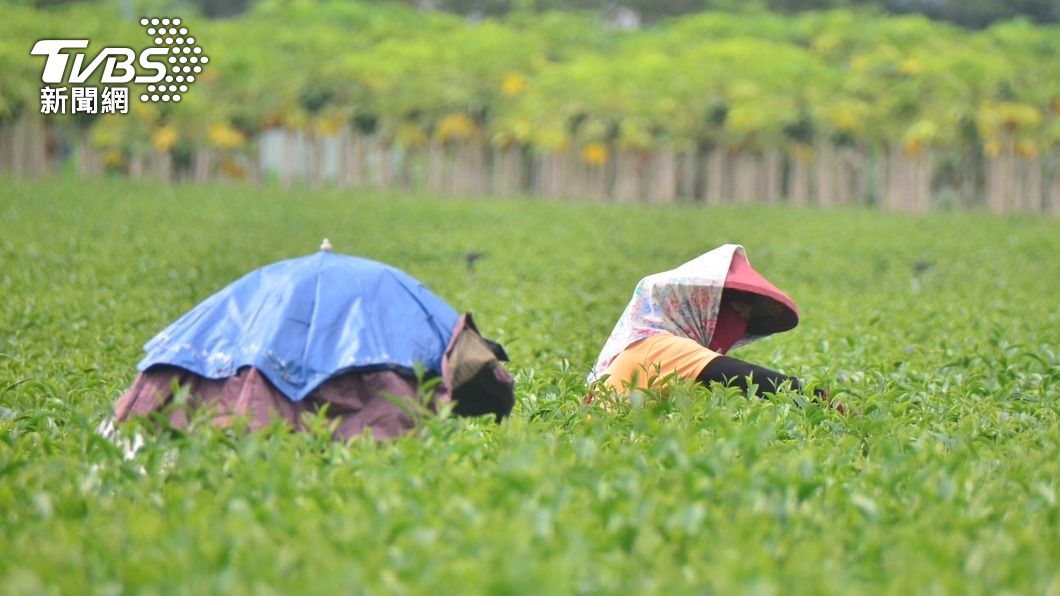 採茶農頂著炙熱太陽工作。（圖／中央社）