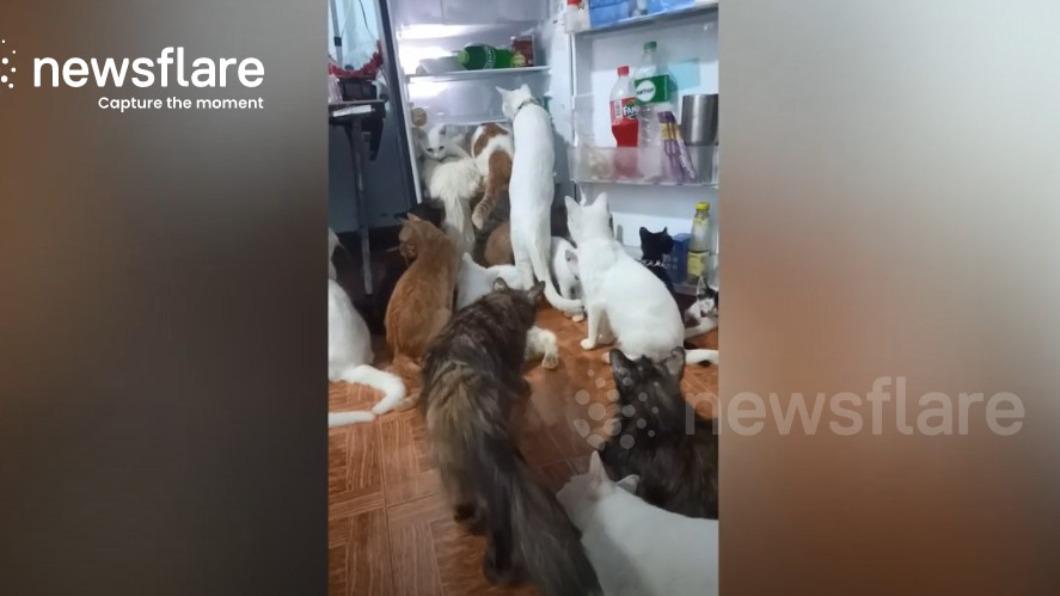 貓咪們也不敵泰國高溫，爭相躲進冰箱裡納涼。（圖／翻攝自newsflare）