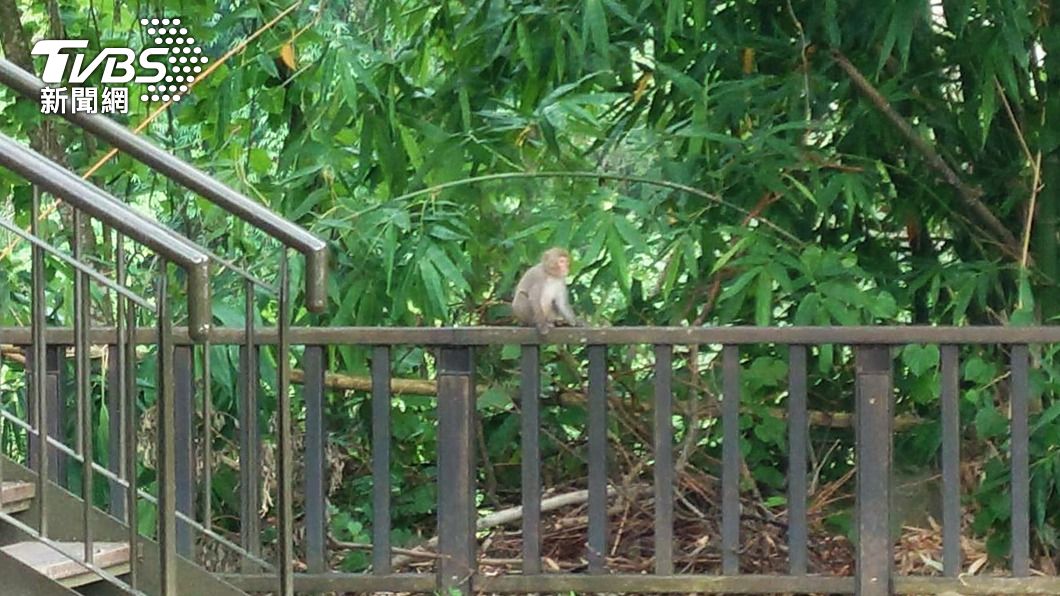 牛埔仔愛情大草原處處可見到台灣獼猴的身影。（圖／中央社）