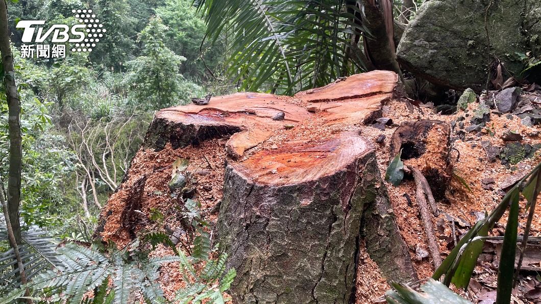 60多年樹齡的台灣櫸木，遭山老鼠盜伐。（圖／TVBS）