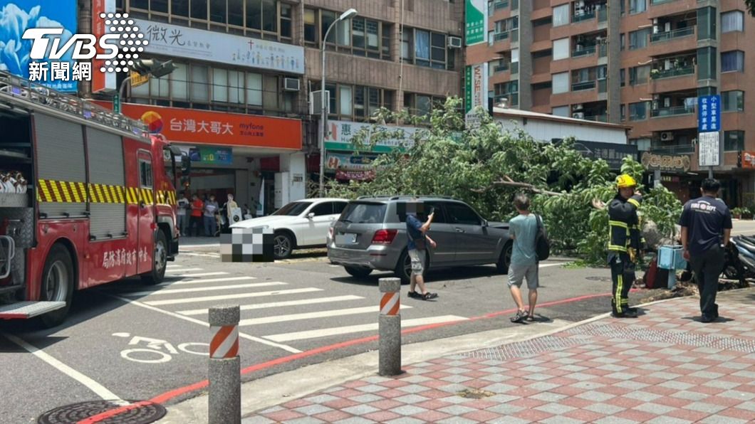 路樹當場倒塌。（圖／TVBS）