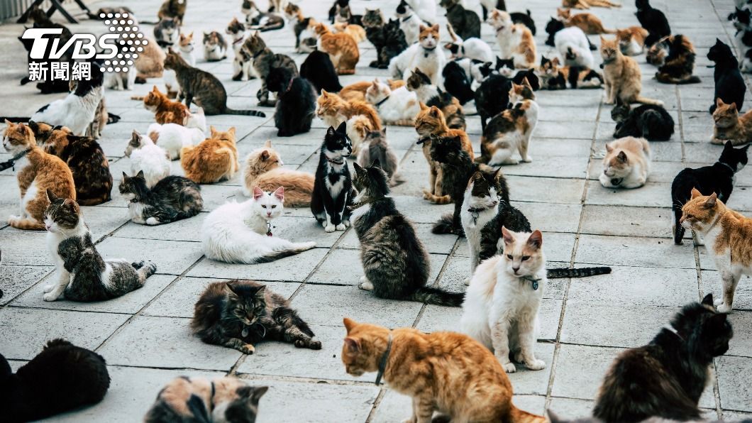 賽普勒斯全島貓咪總數有多達100萬。（圖／達志影像shutterstock）