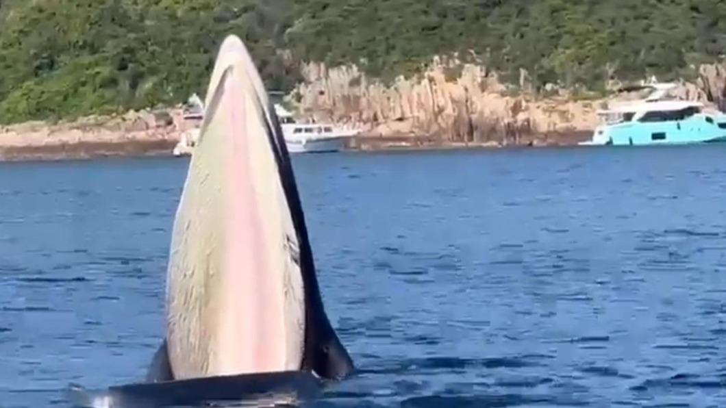 白沙灣遊艇會教練近距離接觸鯨魚影片曝光。（圖／翻攝自白沙灣遊艇會臉書）