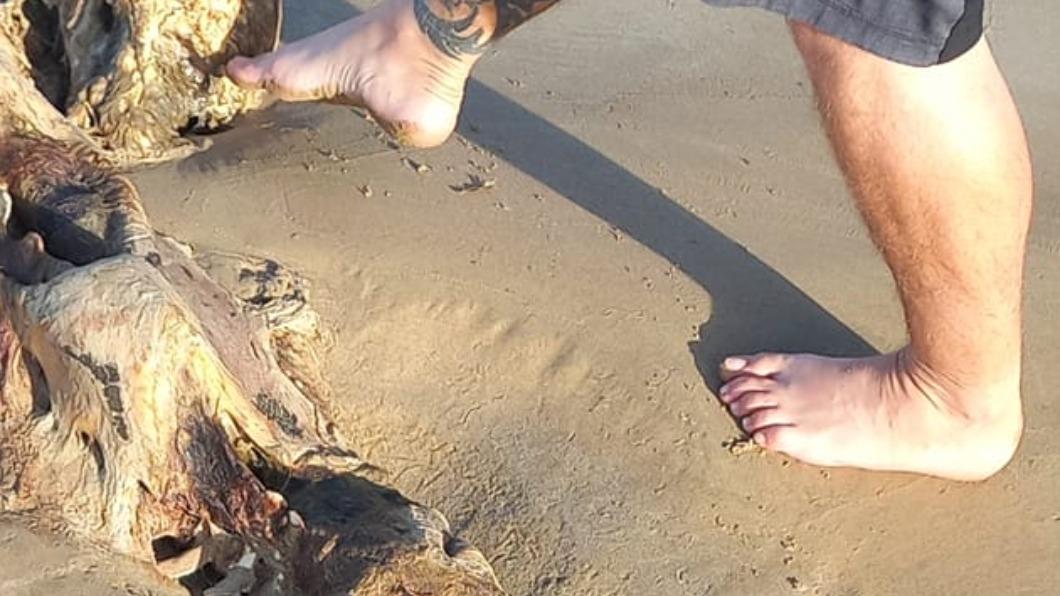 民眾在澳洲海灘發現詭異骨骸。（圖／翻攝自@Bobbi-lee Oates　Facebook）