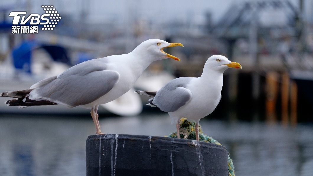 民眾目睹海鷗吞食松鼠的恐怖瞬間。（示意圖／Shutterstock達志影像）