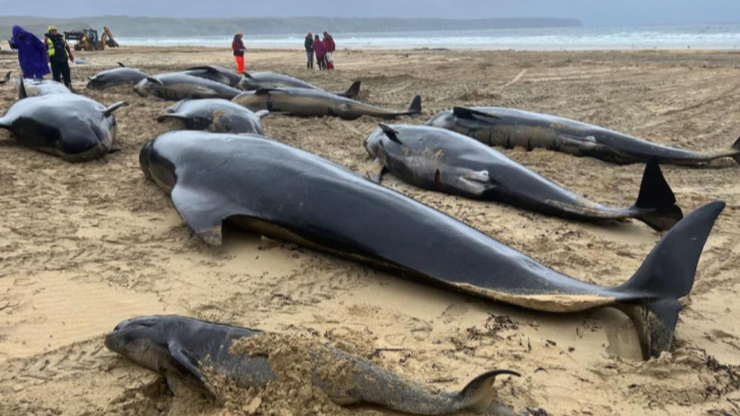 大批領航鯨擱淺蘇格蘭海岸。（圖／翻攝自British Divers Marine Life Rescue Facebook）