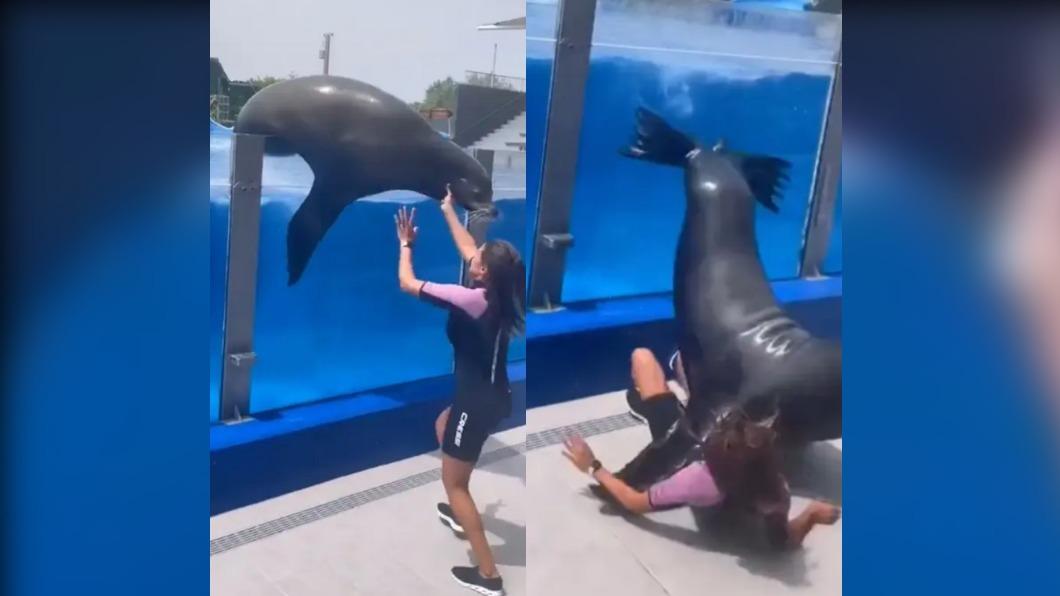 340公斤重海獅從巨大泳池中游出，水族館女員工不堪重量倒地。（圖／翻攝自《紐約郵報》）