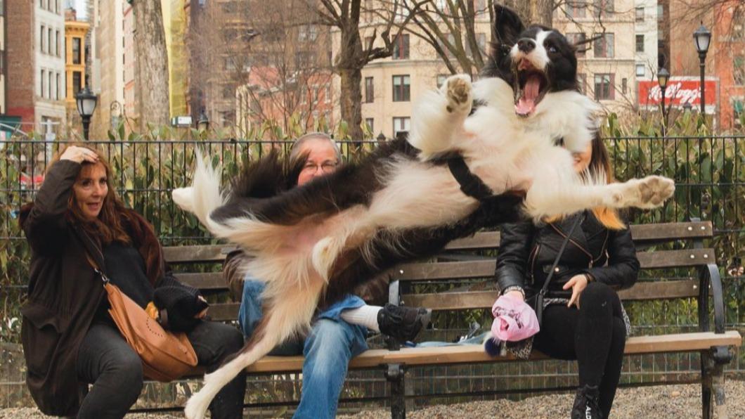 《吠叫》（Barking）拍下牧羊犬追球「全身騰空」。（圖／翻攝自《每日郵報》）