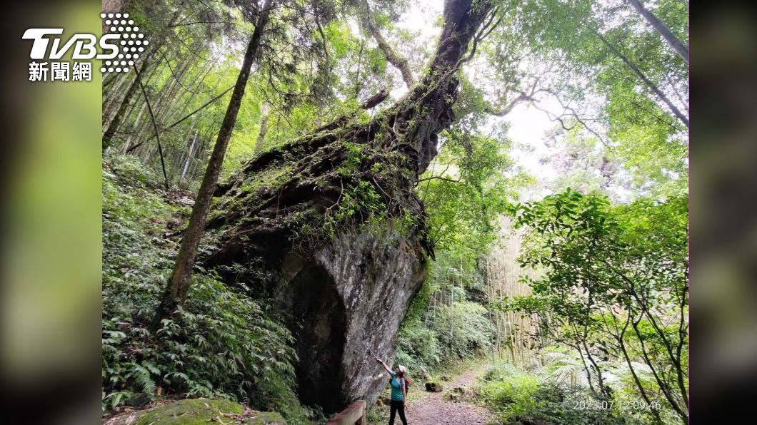 「樹石盟」雲葉樹盤根在巨石上，非常壯觀，山友站在旁邊顯得渺小。
