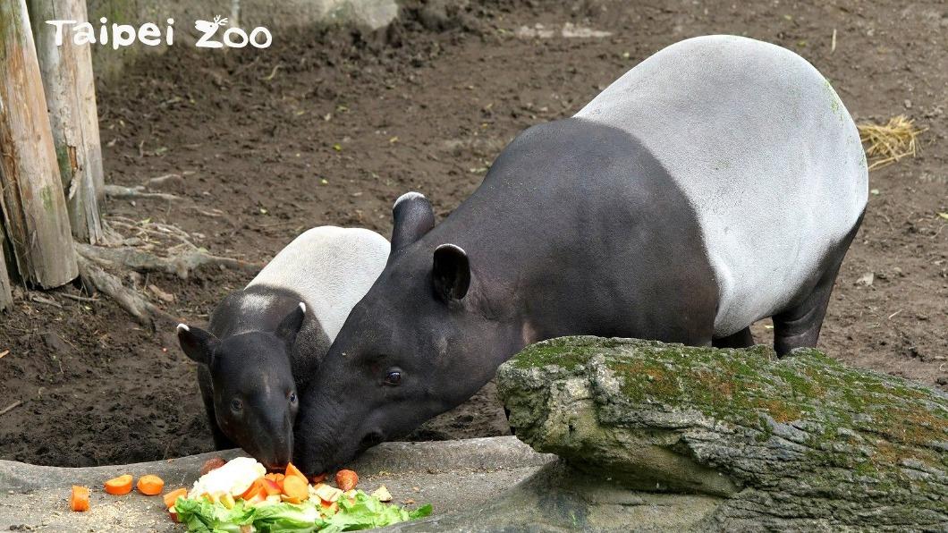 台北市立動物園馬來貘「貘克」（右）昨日死亡。（圖／台北市立動物園提供）