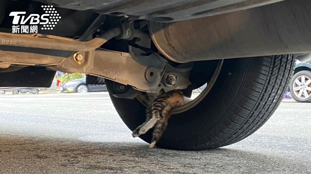 貓咪蜷伏在汽車後輪框內側。（圖／警方提供）