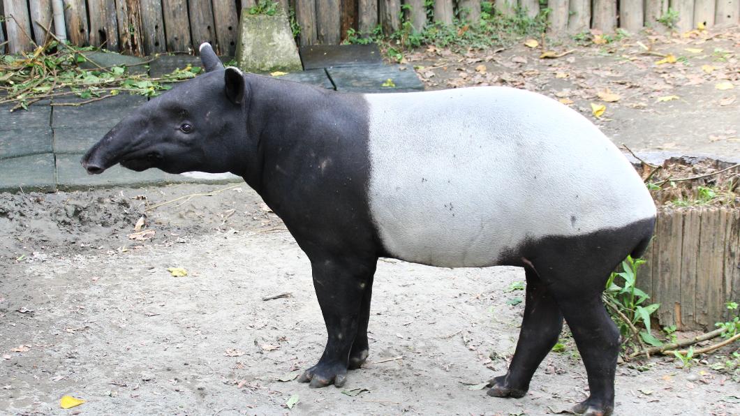 Infection suspected in sudden death of Malayan tapir Moke (Courtesy of Taipei Zoo) Infection suspected in sudden death of Malayan tapir Moke
