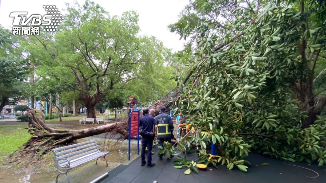 自強公園路樹倒塌壓傷婦人。（圖／TVBS）