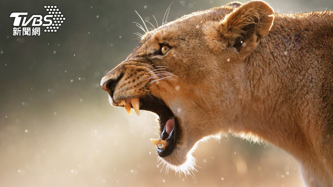 德國波茲坦有人目擊到母獅獵殺野豬。（示意圖／達志影像shutterstock）