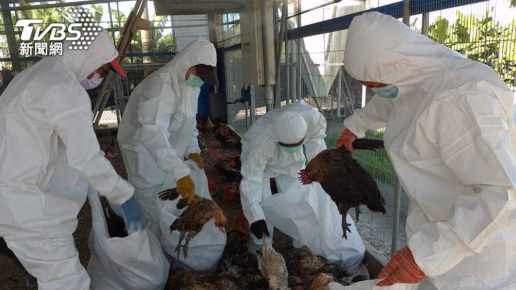 屏東鹽埔鄉一處土雞場檢測出禽流感。（圖／屏東縣政府提供）