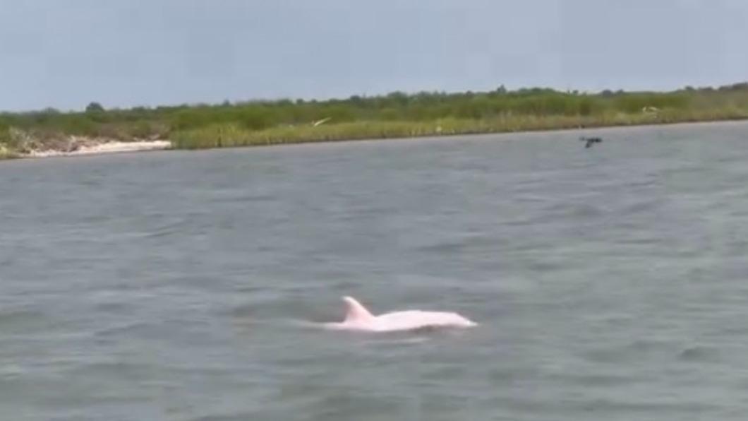 漁夫拍到粉色海豚。（圖／翻攝自Thurman Gustin臉書）