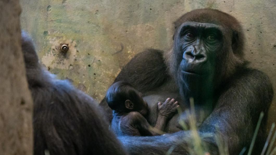 美國一隻大猩猩過去被認為是雄性。（圖／翻攝自Facebook@Columbus Zoo and Aquarium）