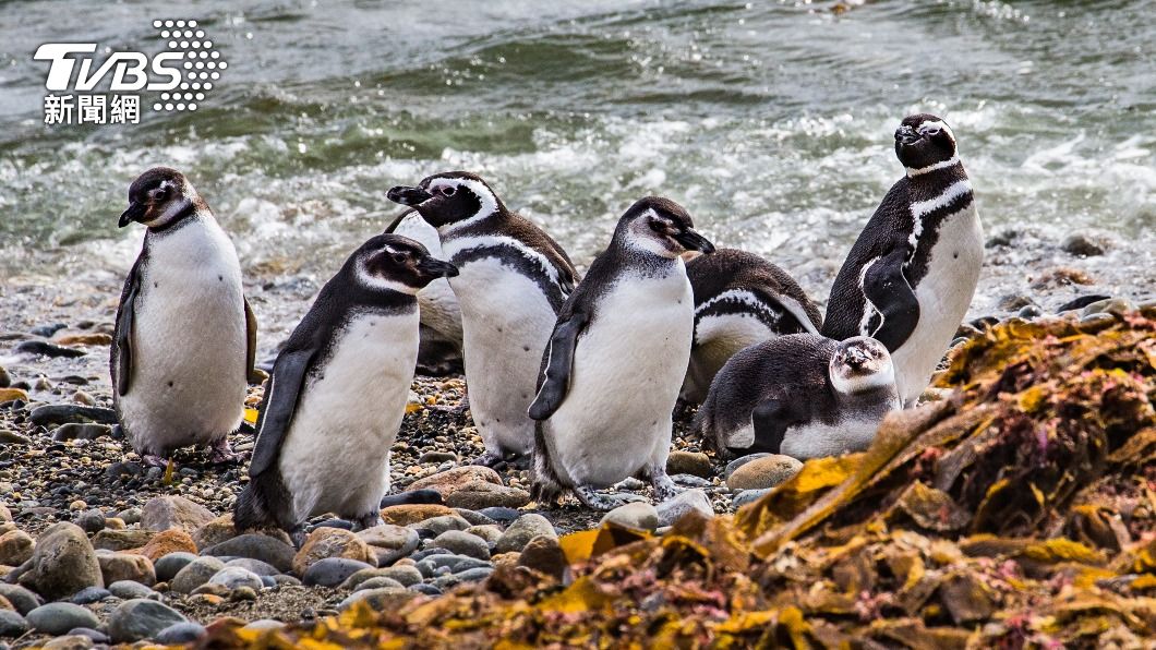 烏拉圭海岸發現大量麥哲倫企鵝屍體。（示意圖／Shutterstock達志影像）