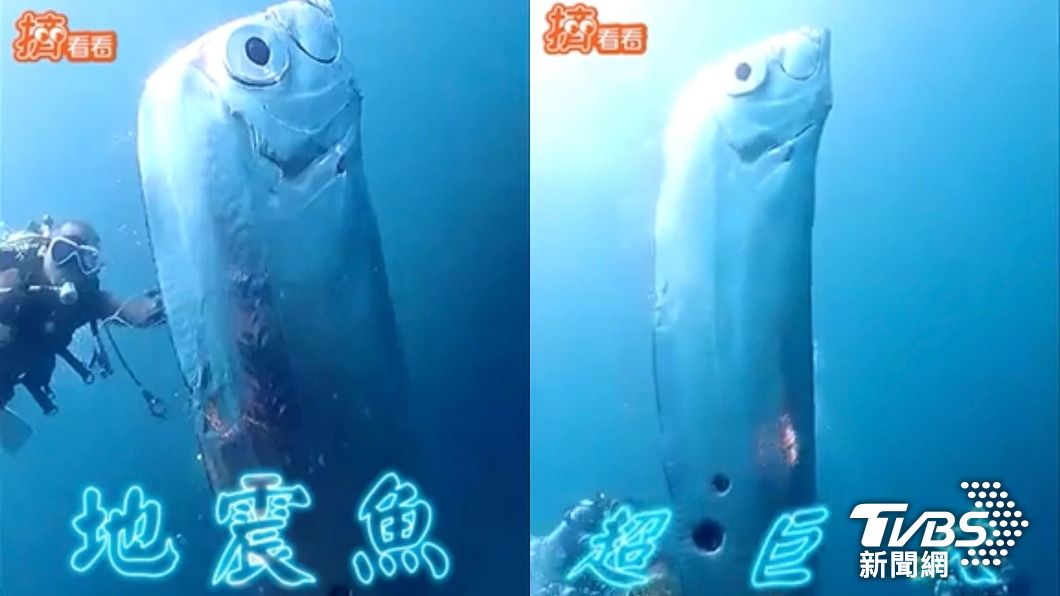 潛水教練王承儒在深澳漁港附近海域拍攝到長達2公尺的地震魚。（圖／海之星潛水　東北角海王子-汪汪授權提供）