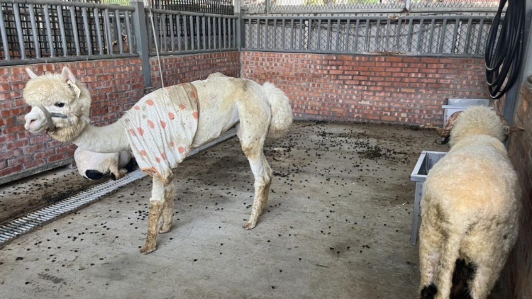 淨園農場遭爆料不當照顧動物。（圖／淨園前員工陳小姐提供）