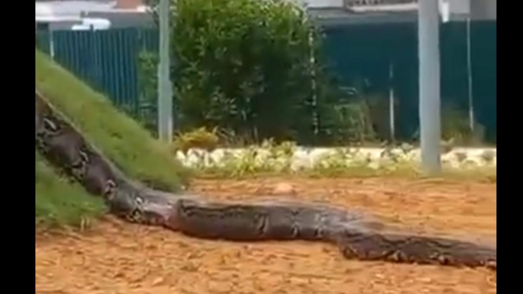 馬來西亞小鎮民宅旁出現一條大蛇。（圖／翻攝自@yayaaazmi推特）