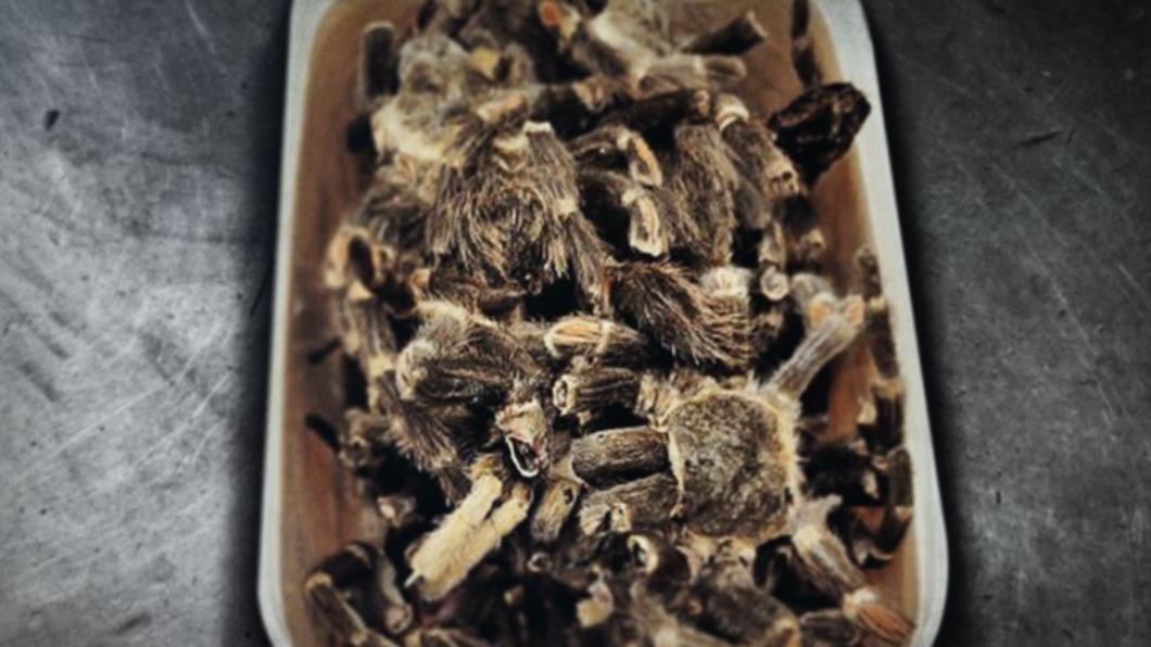 紐西蘭海關人員近期在貨物中查獲一整盒已死亡的捕鳥蛛。（圖／翻攝自@1NewsNZ推特）