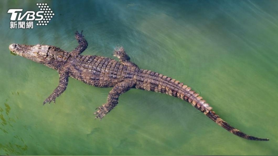 該隻鱷魚重達800公斤、身長約4.26米，據當地人員表示從未出現過如此巨型的鱷魚。