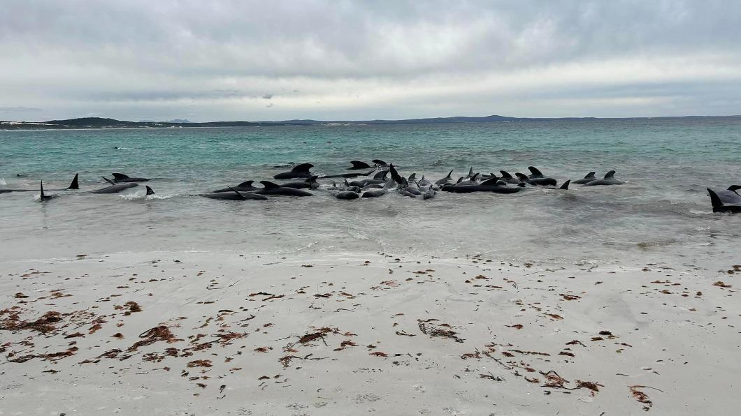 西澳海灘出現近百隻領航鯨擱淺受困，有51隻未能即時搶救喪命。（圖／翻攝自Cheynes Beach Caravan Park粉專）