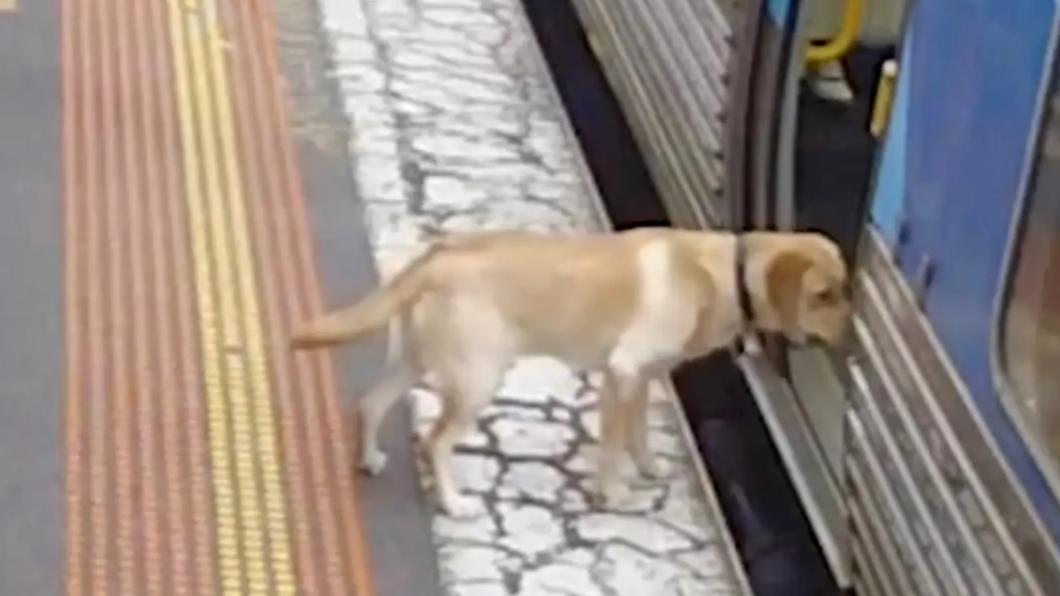 自己嗙上車的拉布拉多「風暴」。（圖／翻攝自Metro Trains Melbourne 臉書） 澳洲拉布拉多溜出門鐵道旅行　搭「霸王車」被司機抓到